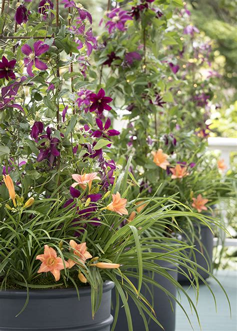 How to Choose the Best Clematis for Months of Blooms 